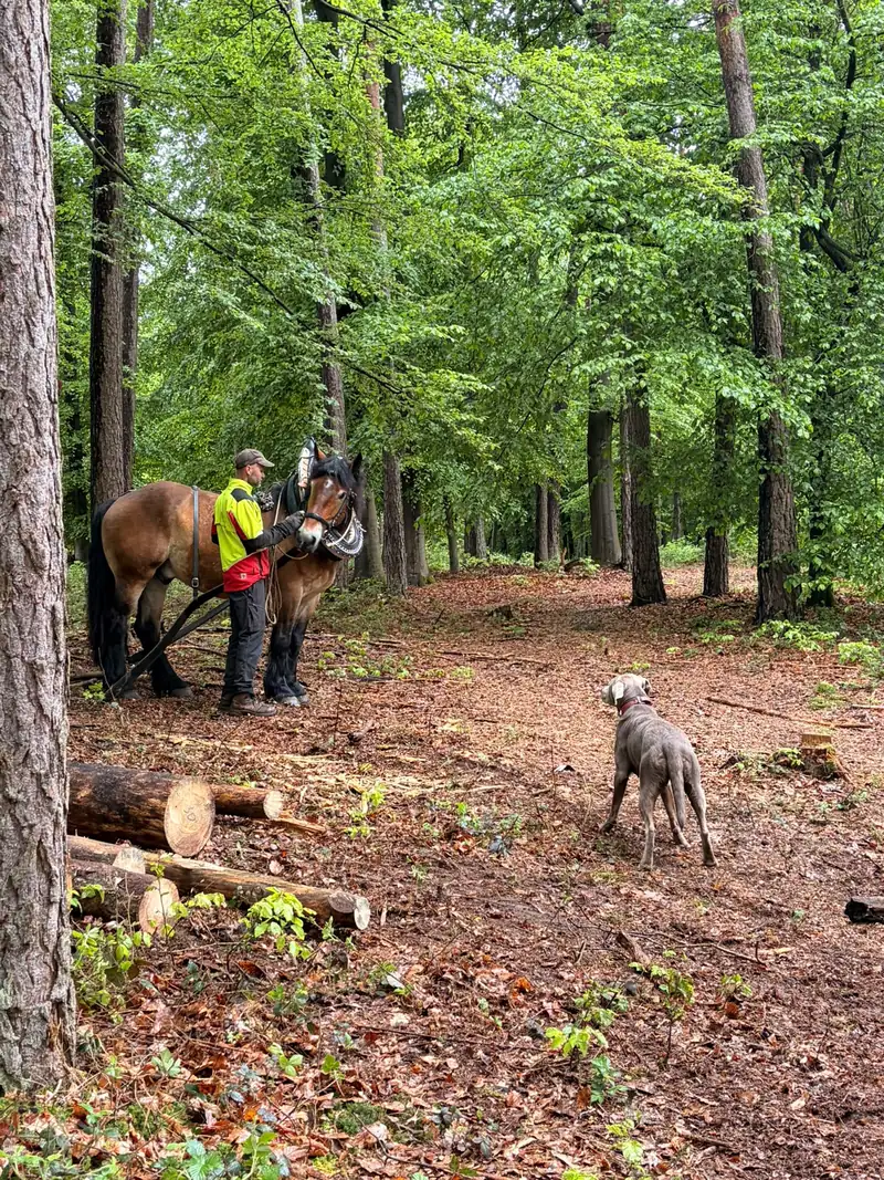 Kaltblut und Fuhrmann im Wald, daneben der Hund